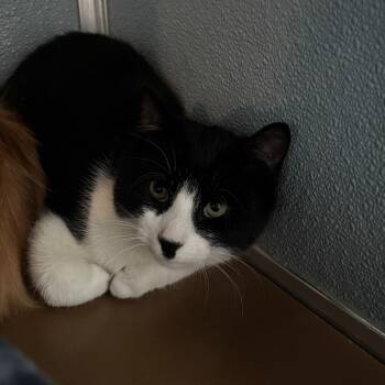 Rescue Domestic Short Hair Cats for Adoption in Renfrew, Pennsylvania - Tony Hawk | PetCurious