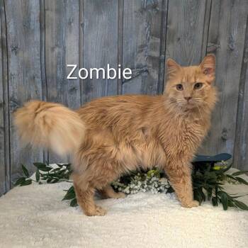Domestic Long Hair Cats Available for Adoption in Parkersburg, West Virginia - Zombie | PetCurious