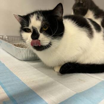 Marilyn ARC2026 - 031 -  Domestic Short Hair Cat for Adoption in Akron, New York - Marilyn ARC2026 - 031 | PetCurious