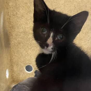 Myster -  Domestic Short Hair Cat for Adoption in Philadelphia, Pennsylvania - Myster | PetCurious