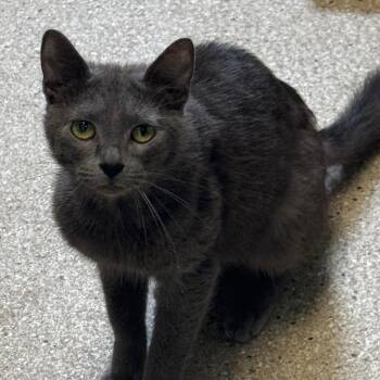 Reem -  Domestic Short Hair Cat for Adoption in West Olive, Michigan - Reem | PetCurious