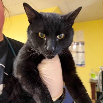 Skedaddle -  Domestic Short Hair Cat for Adoption in Buffalo, New York - Skedaddle | PetCurious