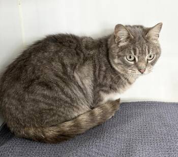 Domestic Short Hair Cats Available for Adoption - Sunshine | PetCurious