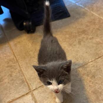 Jewlz -  Domestic Short Hair Cat for Adoption in Las Vegas, Nevada - Jewlz | PetCurious