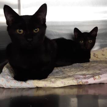 Lila -  Domestic Short Hair Cat for Adoption in Spokane, Washington - Lila | PetCurious
