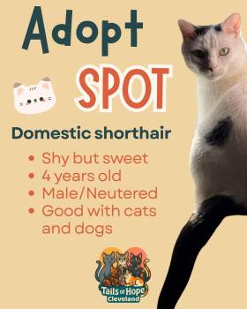 Domestic Short Hair Cats Available for Adoption - Spot | PetCurious