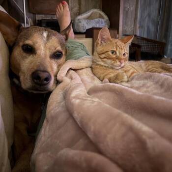 Buddy -  Domestic Short Hair Cat for Adoption in West Des Moines, Iowa - Buddy | PetCurious