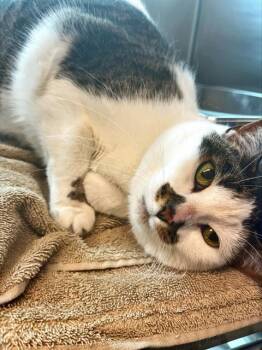 BAILEY -  Domestic Short Hair Cat Available for Adoption in Methuen, Massachusetts - BAILEY | PetCurious