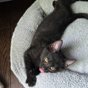 Rhysand -  Domestic Medium Hair Cat for Adoption in Kansas City, Missouri - Rhysand | PetCurious