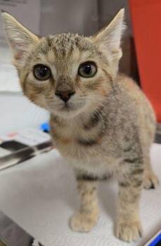 Millie -  Domestic Short Hair Cat for Adoption in Fresno, California - Millie | PetCurious