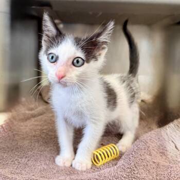 Lebron -  Domestic Short Hair Cat Available for Adoption in Palm Springs, California - Lebron | PetCurious