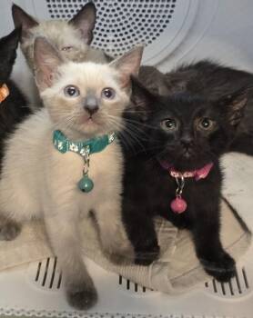 Siamese and Bombay Cats Available for Adoption in Pacifica, California - Castro | PetCurious