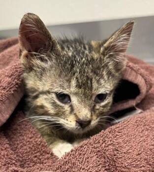 Tom -  Domestic Short Hair Cat for Adoption in Vancouver, Washington - Tom | PetCurious