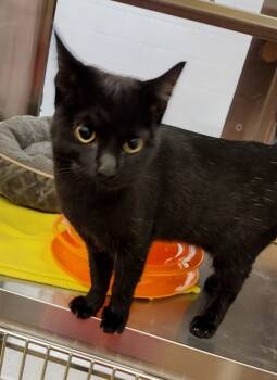 Rescue Domestic Long Hair Cats for Adoption in Pocatello, Idaho - Belinda | PetCurious