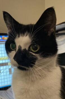 Domestic Short Hair Cats Available for Adoption - Rori | PetCurious