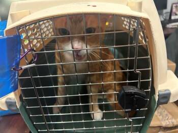 Domestic Short Hair Cats Available for Adoption in Ocala, Florida - MILO | PetCurious