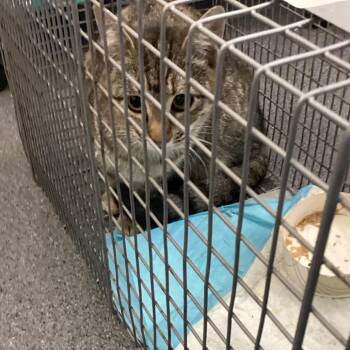 Tigger -  Domestic Short Hair Cat for Adoption in Montgomery, Alabama - Tigger | PetCurious