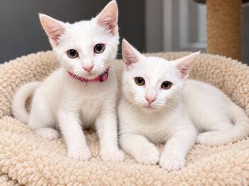Jack Frost -  Domestic Short Hair Cat for Adoption in Rio Linda, California - Jack Frost | PetCurious