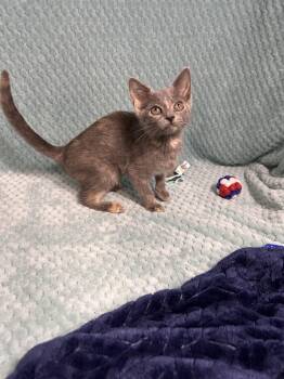 Skittles -  Domestic Short Hair Cat for Adoption in Shepherdsville, Kentucky - Skittles | PetCurious