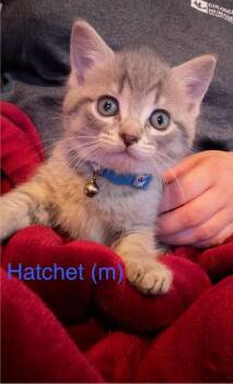 Domestic Short Hair Cats Available for Adoption in New Bern, North Carolina - Hatchet Kitten (m) | PetCurious