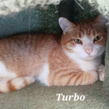 Rescue Domestic Short Hair Cats for Adoption in Richmond, Indiana - Turbo | PetCurious
