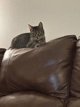 Rescue Domestic Short Hair Cats for Adoption in Newberg, Oregon - Pebble | PetCurious