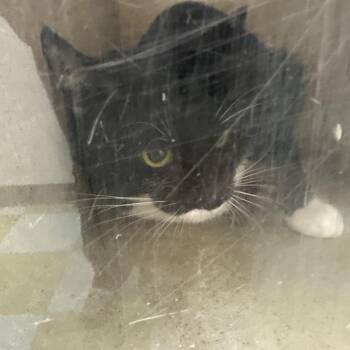 Domestic Short Hair Cats Available for Adoption in Philadelphia, Pennsylvania - F-three | PetCurious