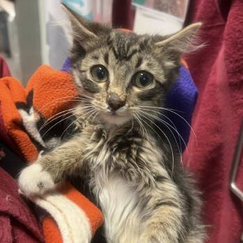 Basil -  Domestic Medium Hair Cat for Adoption in Port Townsend, Washington - Basil | PetCurious