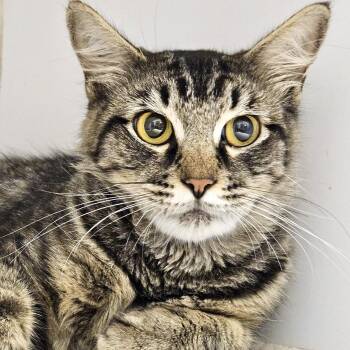 Myrtle -  Domestic Short Hair Cat for Adoption in Oakland, California - Myrtle | PetCurious