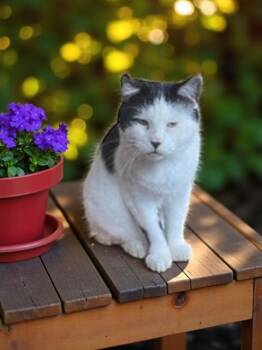 Rescue Domestic Short Hair Cats for Adoption in Rome, Pennsylvania - Pepi | PetCurious