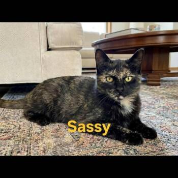 Tortoiseshell Cats Available for Adoption in Wyandotte, Michigan - Sassy | PetCurious