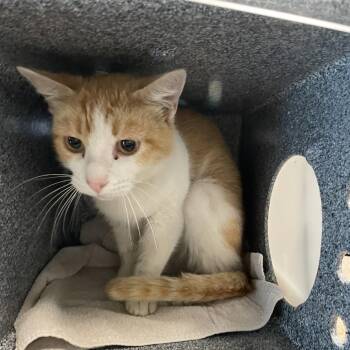 Domestic Short Hair Cats Available for Adoption in Pasadena, California - Buddy | PetCurious