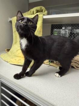 LUDO -  Domestic Short Hair Cat for Adoption in Omaha, Nebraska - LUDO | PetCurious