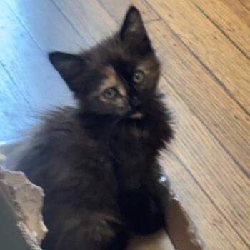 VERITY -  Domestic Short Hair Cat for Adoption in Richmond, California - VERITY | PetCurious