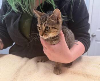 Chestnut -  Domestic Short Hair Cat for Adoption in Raleigh, North Carolina - Chestnut | PetCurious