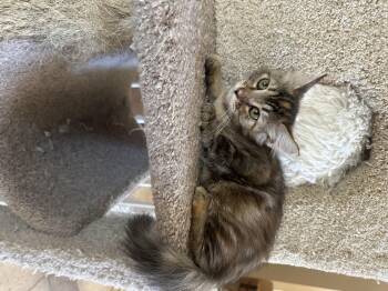 Rescue Domestic Medium Hair Cats for Adoption in Glendora, California - Bambi P | PetCurious