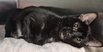 Rescue Domestic Medium Hair Cats for Adoption in Decatur, Illinois - TWYLA | PetCurious