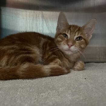 Swirly -  Domestic Short Hair Cat for Adoption in Philadelphia, Pennsylvania - Swirly | PetCurious