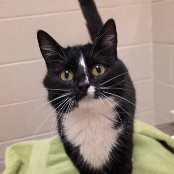 Milky Way -  Domestic Short Hair Cat for Adoption in South Bend, Indiana - Milky Way | PetCurious