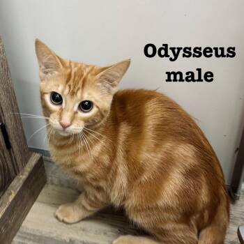Rescue Domestic Short Hair Cats for Adoption in Sonora, California - Odysseus | PetCurious