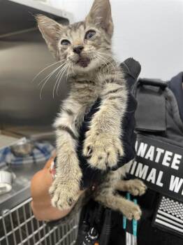 LOLLIPOP -  Domestic Short Hair Cat for Adoption in Palmetto, Florida - LOLLIPOP | PetCurious