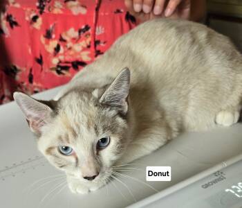 Striker -  Siamese and Domestic Short Hair Cat for Adoption in Pendleton, Oregon - Striker | PetCurious