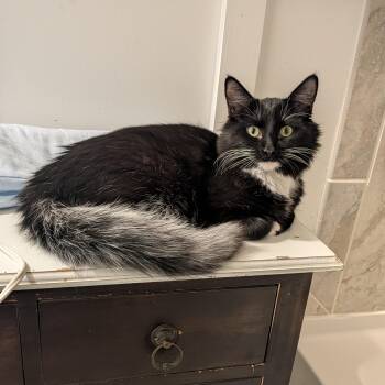 Ebony with the Gorgeous Tail -  Domestic Long Hair Cat for Adoption in Wilmington, North Carolina - Ebony With The Gorgeous Tail | PetCurious