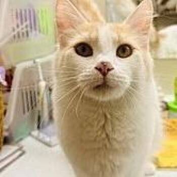 Domestic Medium Hair Cats Available for Adoption - Sakura | PetCurious