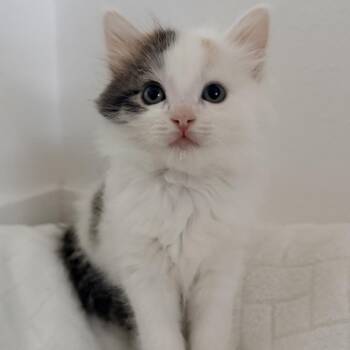 Princess Leia -  Domestic Long Hair Cat for Adoption in Tustin, California - Princess Leia | PetCurious