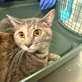 Domestic Short Hair Cats Available for Adoption in Charleston, West Virginia - Carolina | PetCurious