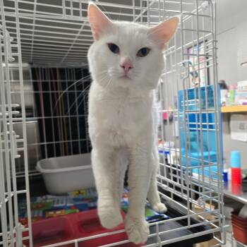 Winter -  Domestic Medium Hair Cat for Adoption in Spokane, Washington - Winter | PetCurious