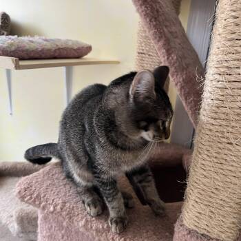 Domestic Short Hair Cats Available for Adoption - Agatha Shewman (sweet And Playful Kitten!) | PetCurious