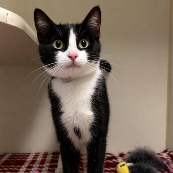 Domestic Short Hair Cats Available for Adoption in Long Beach, California - Calla Lily | PetCurious