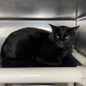 Domestic Short Hair Cats Available for Adoption - Stinky | PetCurious